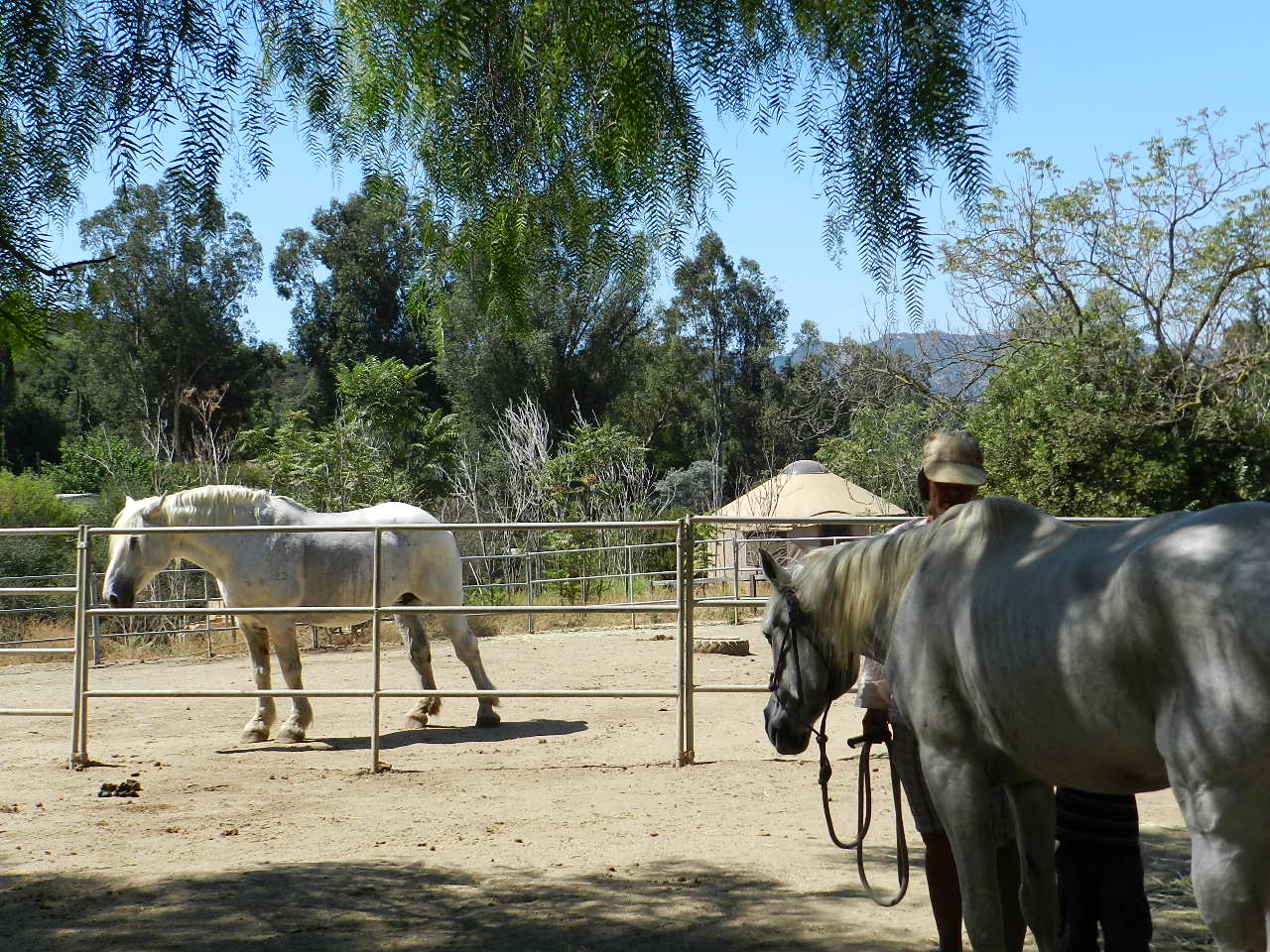 Horses waiting for their next riders at a Malibu horse ranch